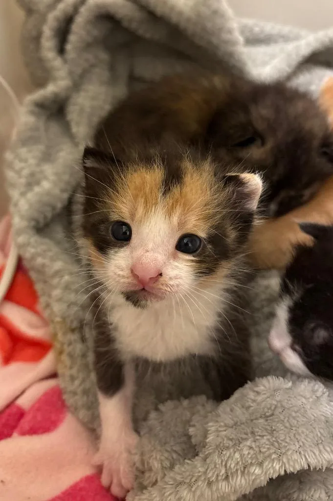 A baby medium-sized female Calico cat named Bubbles for adoption in Claremore, OK