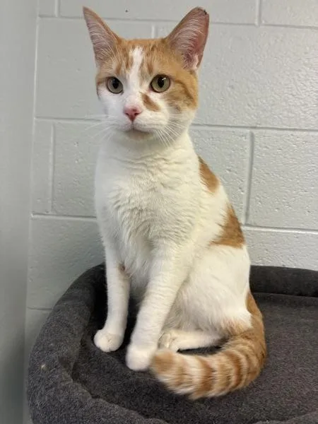 An adult medium-sized male Domestic Short Hair cat named Neeble for adoption in Salt Lake City, UT