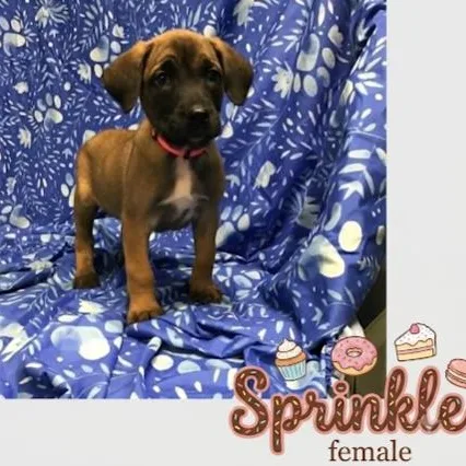 A baby medium-sized female Belgian Shepherd / Malinois dog named Sprinkle for adoption in Minooka, IL