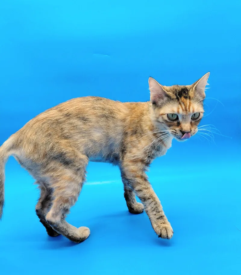 A baby medium-sized female Buff / Tan / Fawn Domestic Short Hair cat named Pomni for adoption in Springfield, MO