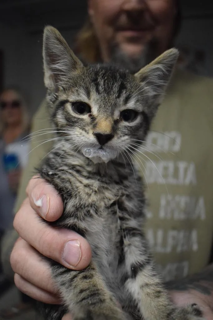 A baby medium-sized female Domestic Short Hair cat named Jasmine for adoption in Pahrump, NV