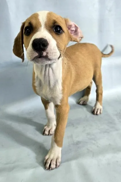 A baby large-sized male Collie dog named Gael for adoption in Morton Grove, IL