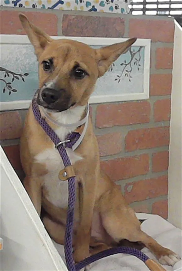 A baby small-sized male American Staffordshire Terrier dog named A for adoption in Houston, TX