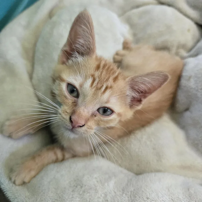 A baby small-sized male Orange / Red Domestic Short Hair cat named Caden for adoption in San Antonio, TX