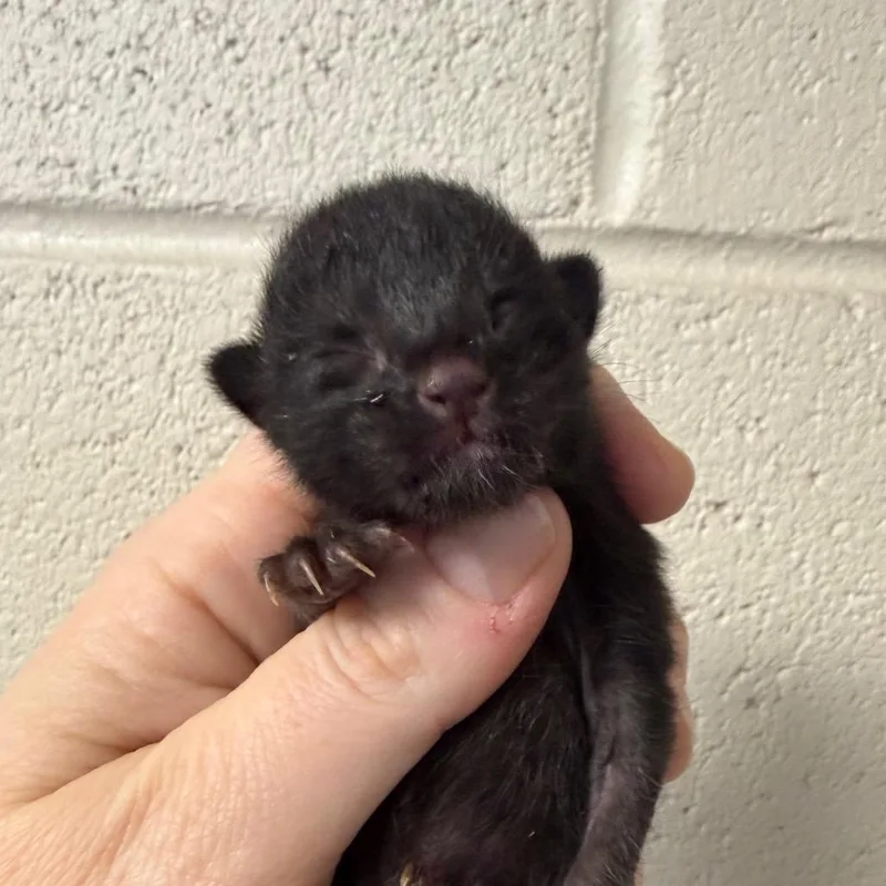 A baby small-sized male Black Domestic Short Hair cat named Rev for adoption in DeKalb, IL