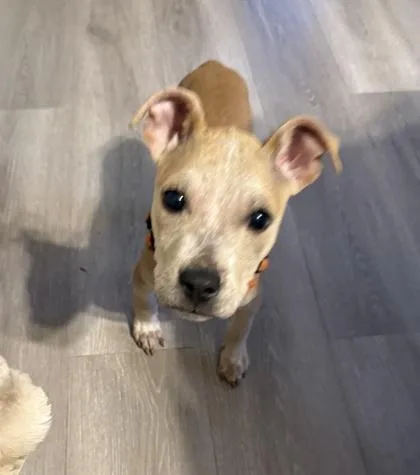 A young large-sized male Mixed Breed dog named Go Pro for adoption in Chamblee, GA