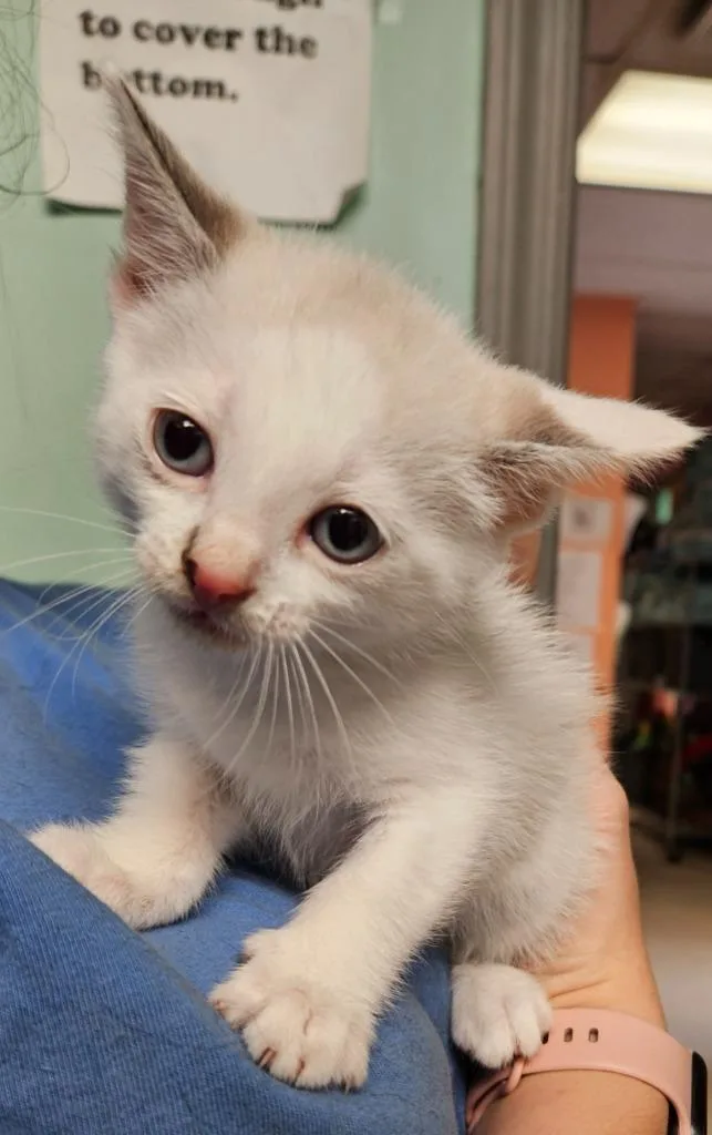 A baby medium-sized male Domestic Short Hair cat named Jack Frost for adoption in Morgantown, KY