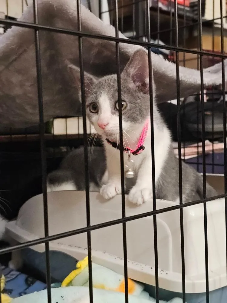A baby medium-sized male Gray & White Domestic Short Hair cat named Matcha for adoption in Dorr, MI