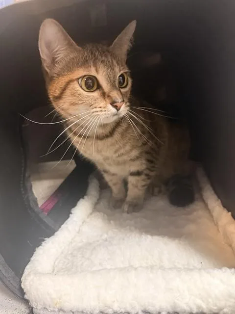 An adult medium-sized female Domestic Short Hair cat named Xena for adoption in Fort Walton Beach, FL