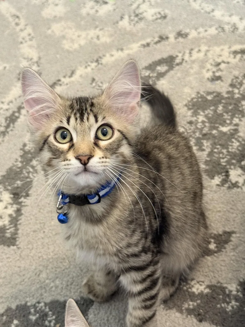 A baby medium-sized male Domestic Medium Hair cat named Storm for adoption in Frisco, TX