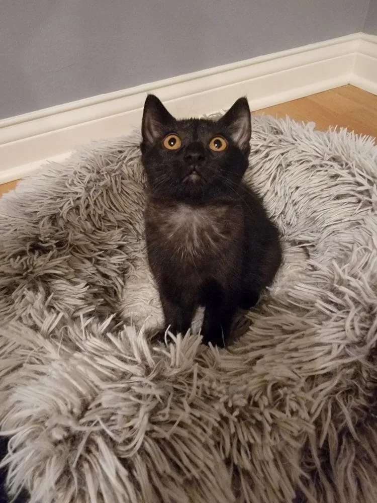 Sabrina