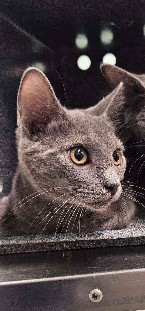 A baby small-sized male Domestic Short Hair cat named Jackson for adoption in Athens, TN