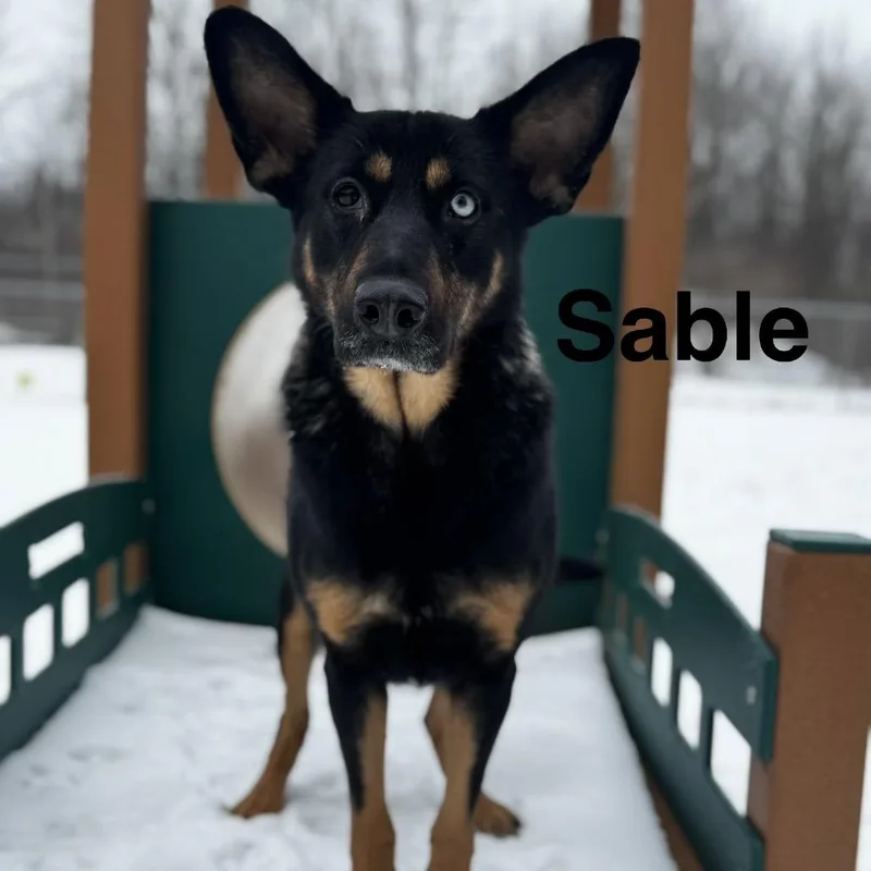 Sable