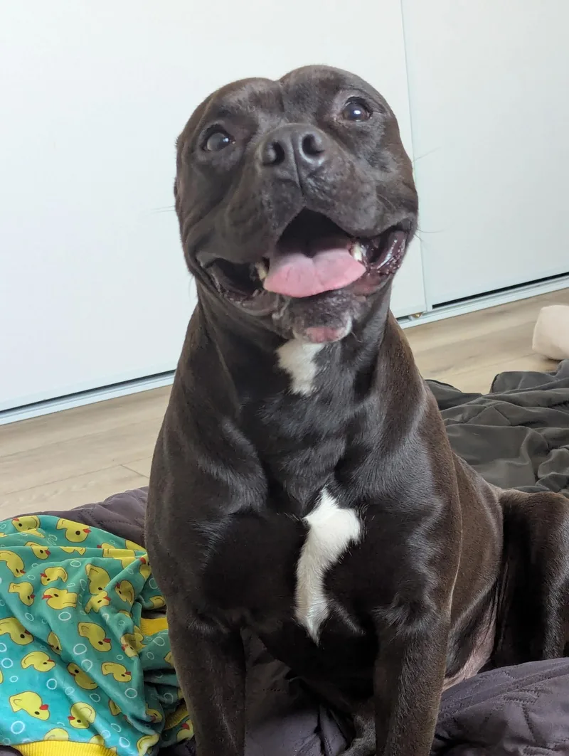 A young medium-sized male Brown / Chocolate Pit Bull Terrier dog named Bronx for adoption in Simi Valley, CA