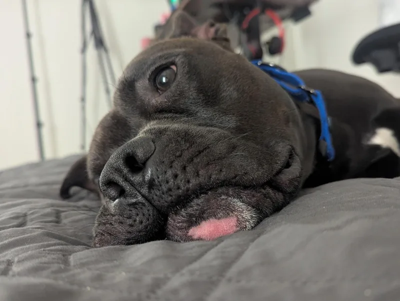 Bronx thumbnail 2