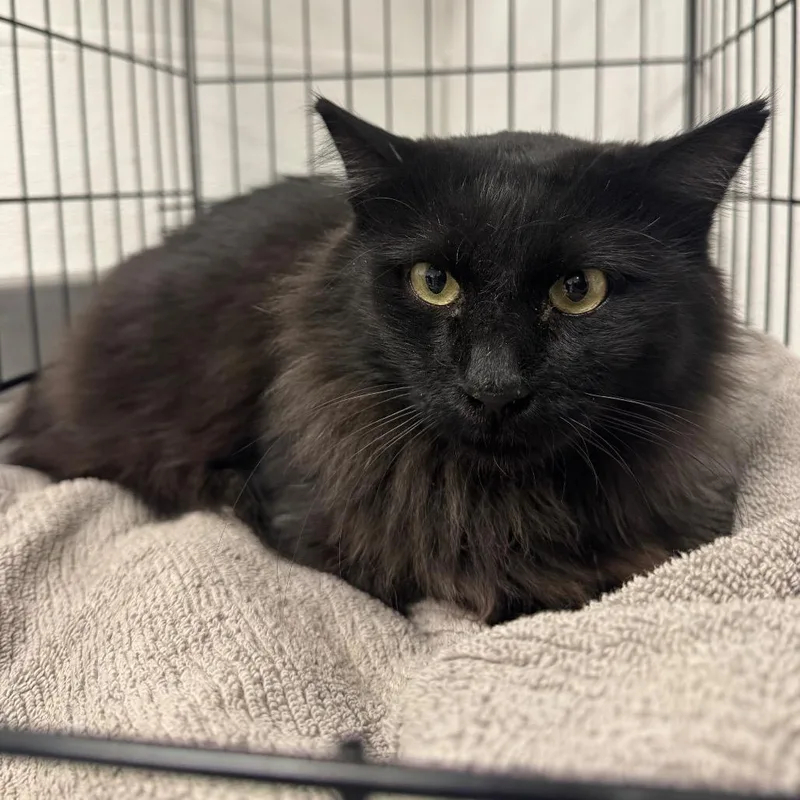 An adult medium-sized male Domestic Long Hair cat named Sal for adoption in Henderson, NV