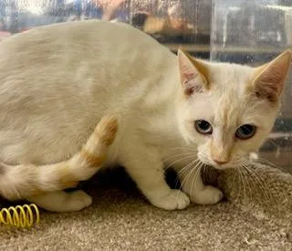 Ravi Flamepoint Siamese