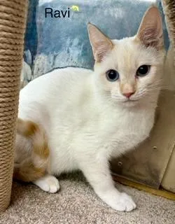 Ravi Flamepoint Siamese thumbnail 2