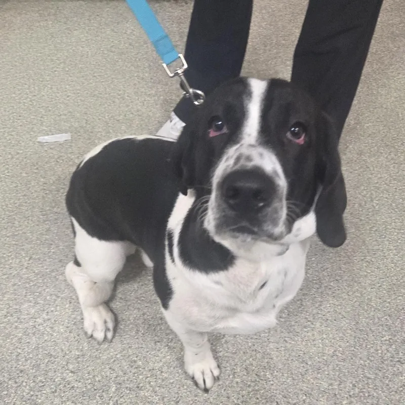 An adult medium-sized male Black Mixed Breed dog named Moby for adoption in Jacksonville, FL