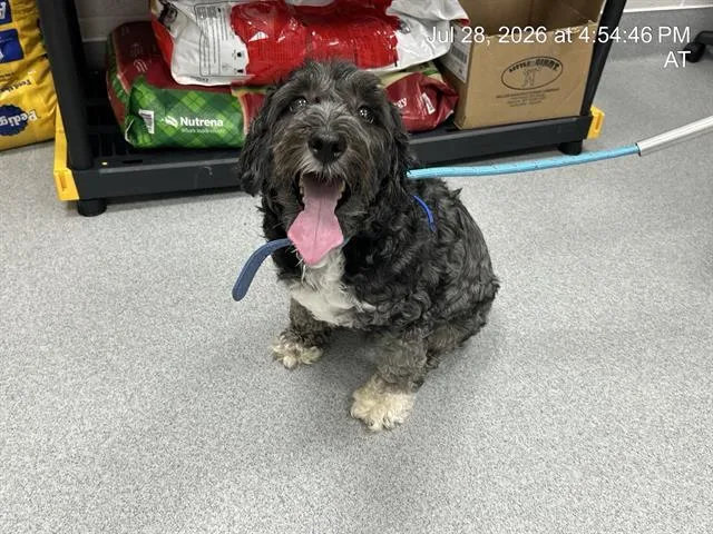 A young large-sized male Poodle dog named Bizzie for adoption in Ocala, FL