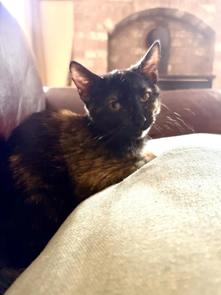A baby small-sized female Domestic Short Hair cat named Arizona for adoption in Vancouver, WA