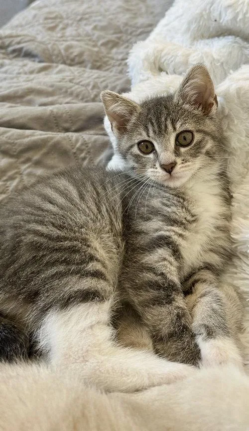 A baby medium-sized female Domestic Short Hair cat named Fern for adoption in Royal Palm Beach, FL