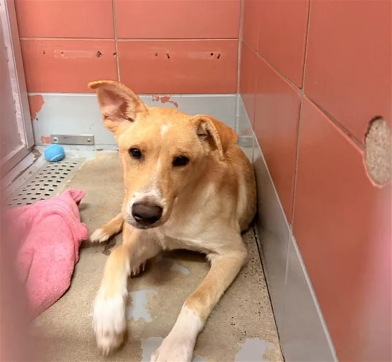 A young small-sized male Golden Retriever dog named Sam for adoption in Houston, TX
