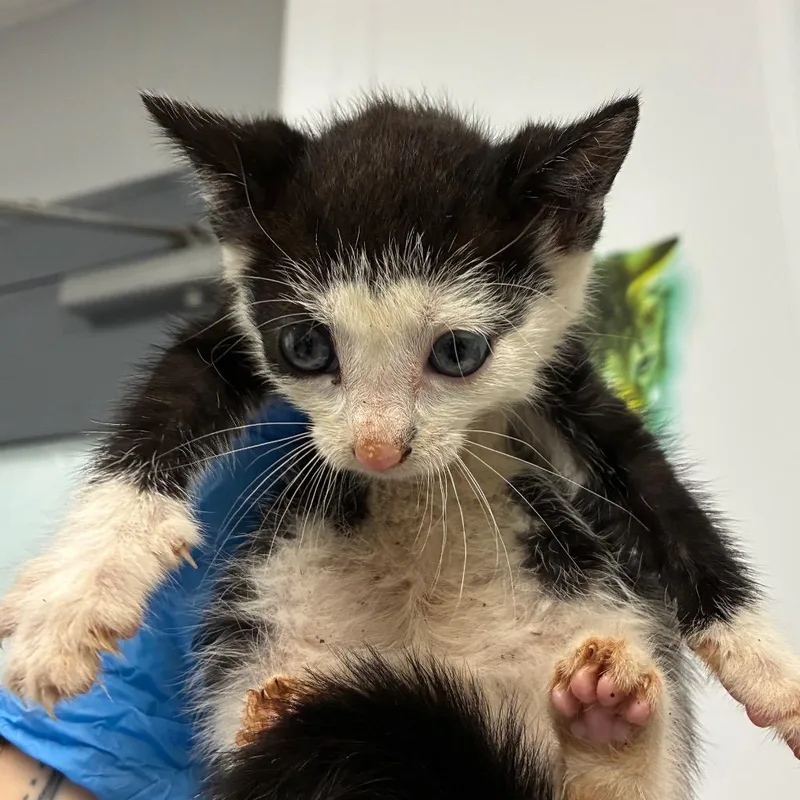 A baby small-sized female White Domestic Short Hair cat named Daffodil for adoption in Greenville, SC