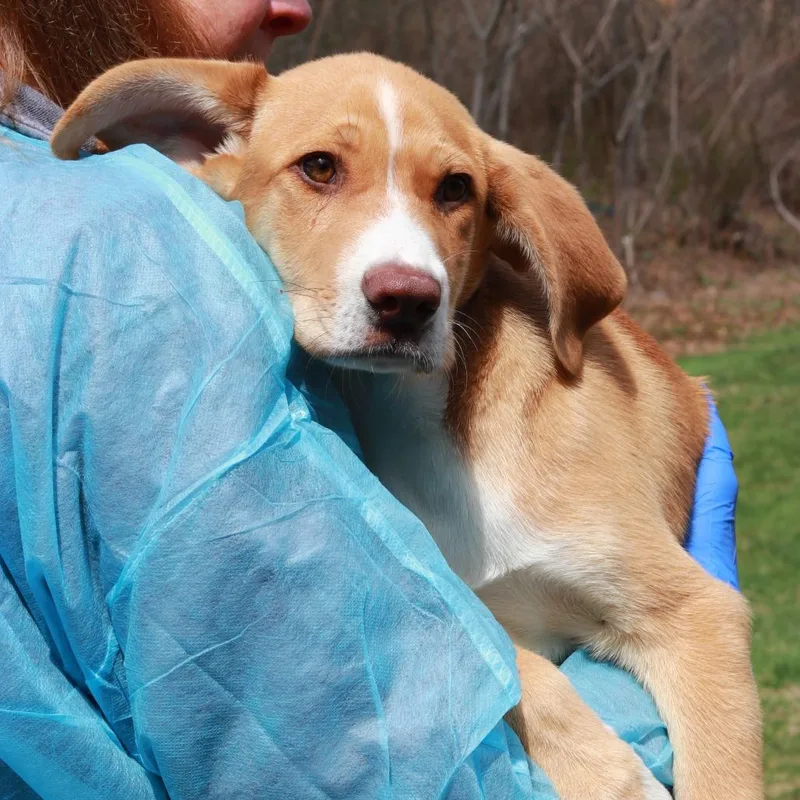 A baby medium-sized male Yellow / Tan / Blond / Fawn Labrador Retriever dog named Ct Oso for adoption in Eastford, CT