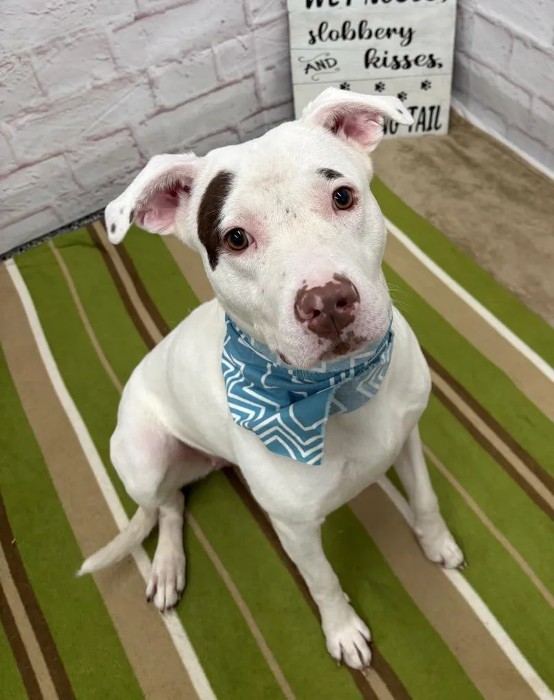 A young medium-sized female Mixed Breed dog named Calypso for adoption in Detroit, MI
