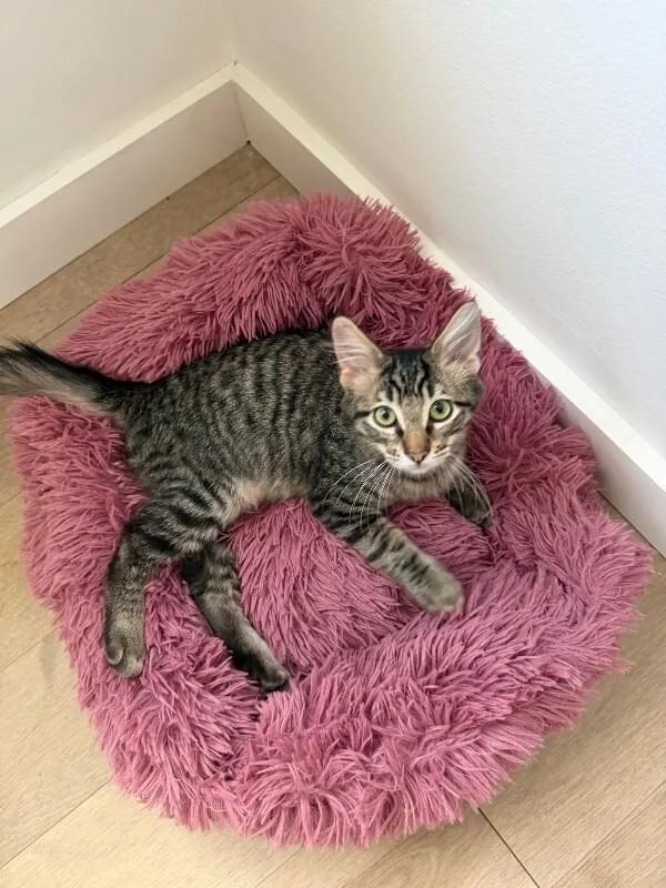 A young medium-sized male Tabby cat named Woody for adoption in Belton, MO