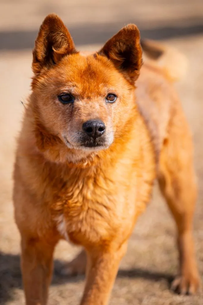 Plimpton P Peeples thumbnail 2