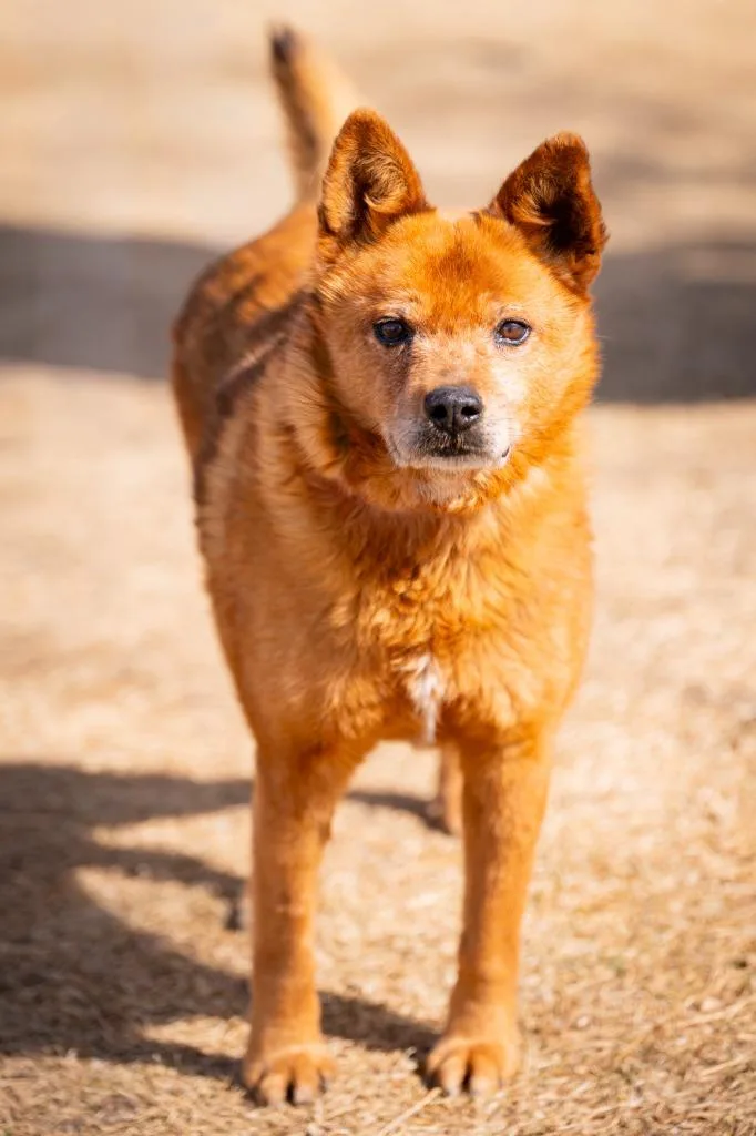 Plimpton P Peeples thumbnail 3