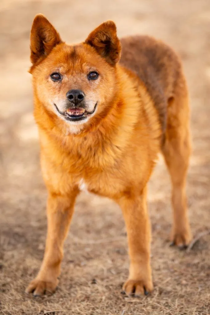 Plimpton P Peeples thumbnail 4