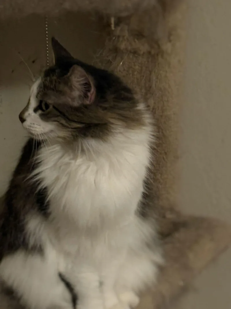 Magritte thumbnail 3