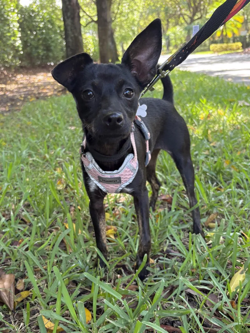 A baby small-sized female Miniature Pinscher dog named Ping for adoption in Margate, FL