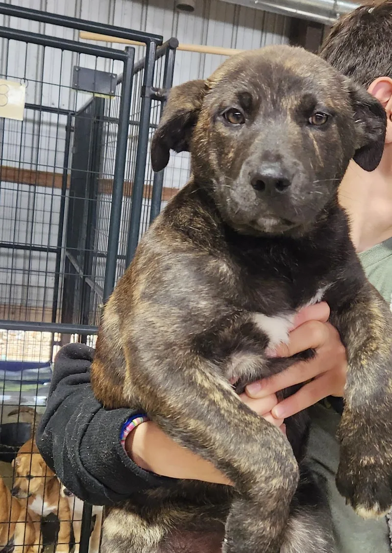 A baby medium-sized male Mixed Breed dog named Miles for adoption in Manchester, CT