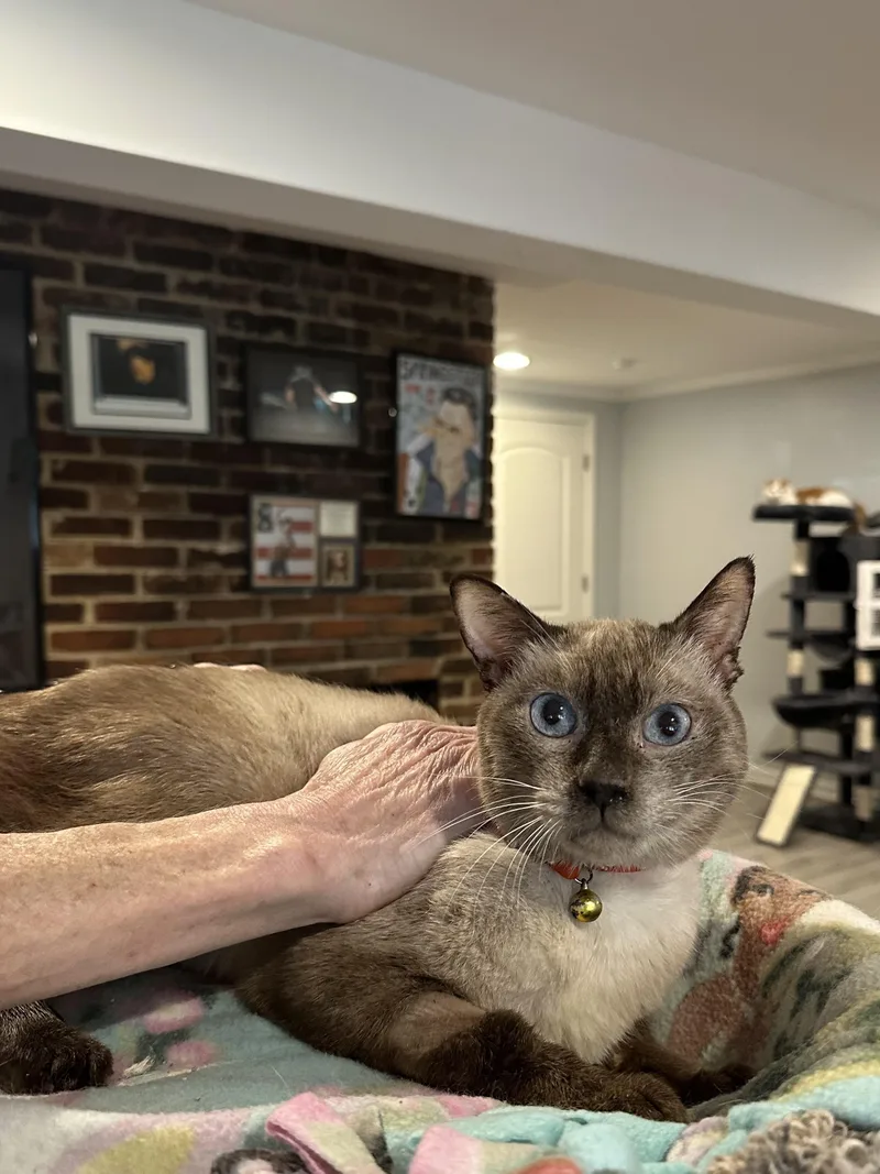 A young medium-sized male Siamese cat named Marion for adoption in Fairfax, VA
