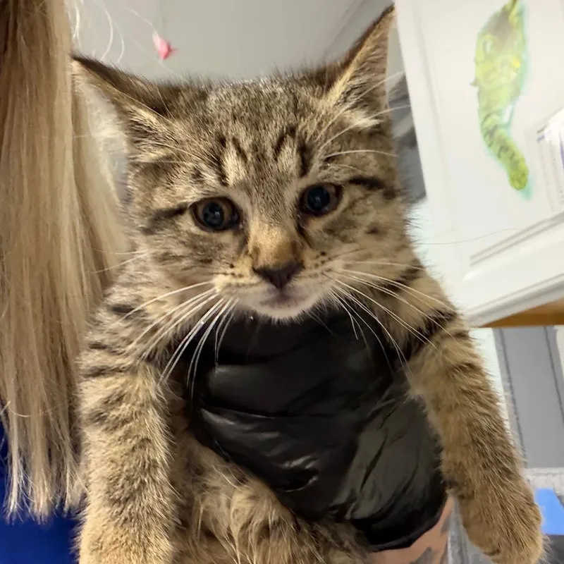 A baby small-sized female Brown / Chocolate Domestic Medium Hair cat named Sidney for adoption in Greenville, SC
