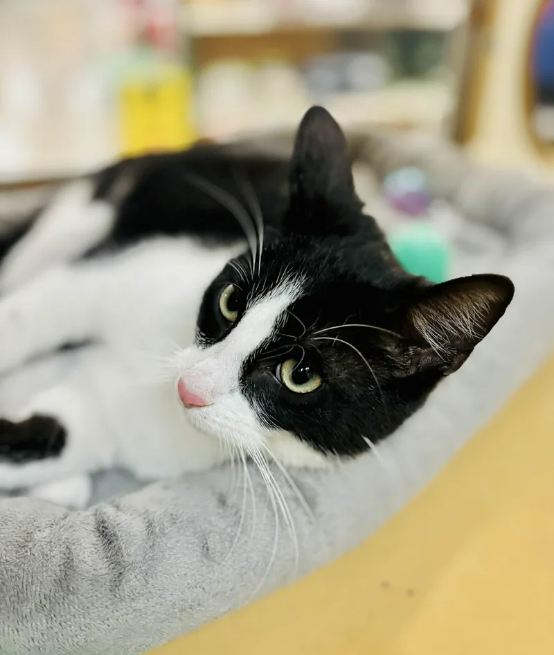 A young medium-sized male Domestic Short Hair cat named Oliver for adoption in Mansfield, TX