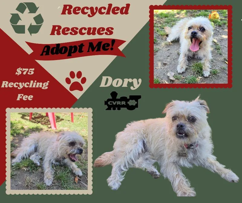 An adult small-sized female Shih Tzu dog named Dory for adoption in LINDSAY, CA