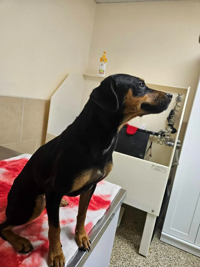 A young small-sized female Miniature Pinscher dog named Jade for adoption in Pratt, KS
