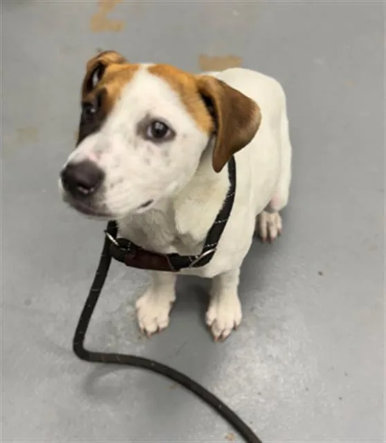 A baby small-sized female Terrier dog named Heidi for adoption in Peoria, IL