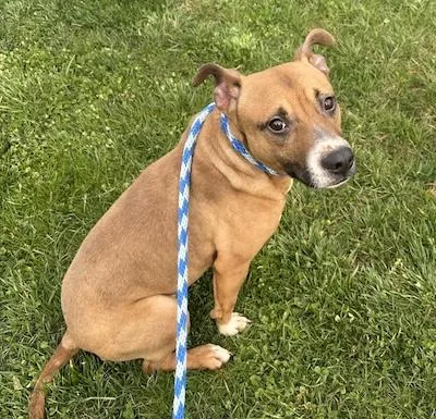An adult medium-sized male American Staffordshire Terrier dog named Bruno for adoption in Palmyra, VA