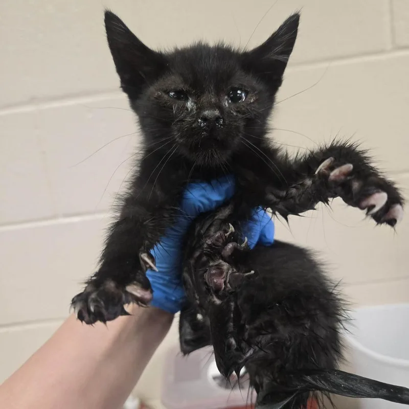A baby small-sized male Black Domestic Short Hair cat named Bruce Lee for adoption in Reno, NV
