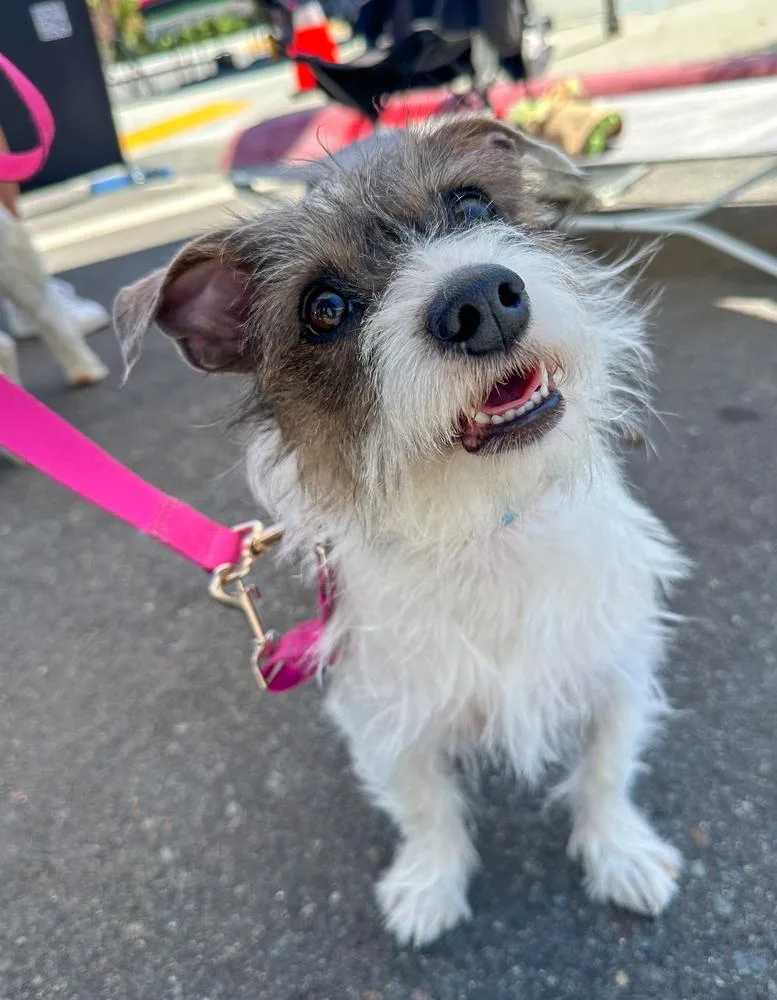 An adult medium-sized female Terrier dog named Ducky for adoption in Jamul, CA