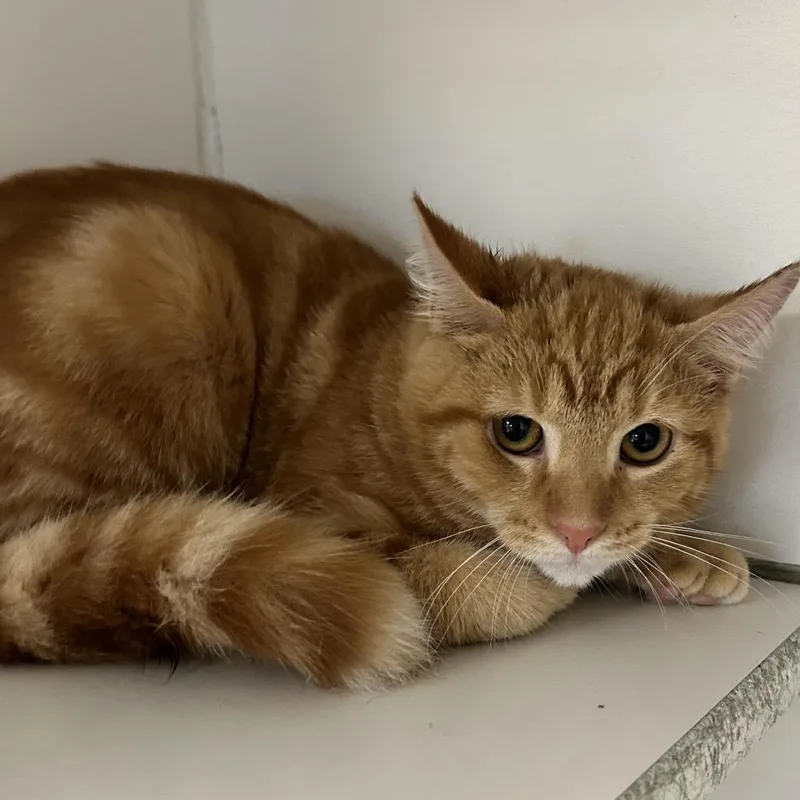 A baby small-sized male Orange / Red Domestic Short Hair cat named Habanero for adoption in Newport, NC