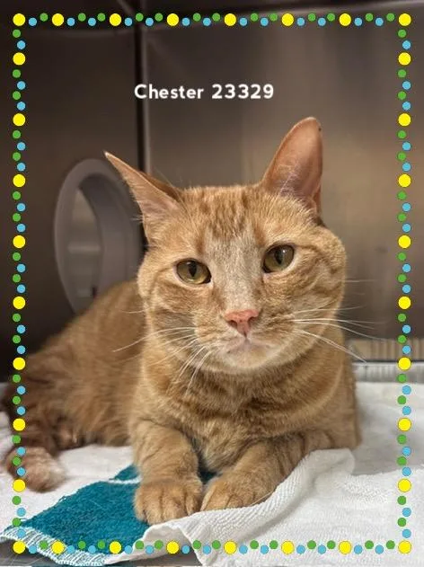 An adult medium-sized male Domestic Medium Hair cat named Chester for adoption in Marietta, GA