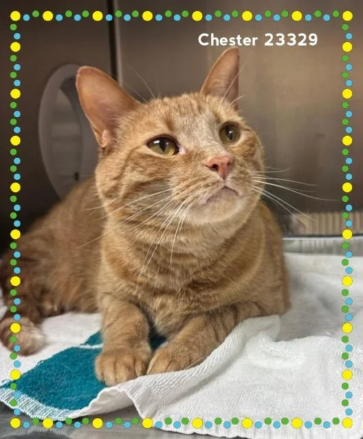 Chester thumbnail 2