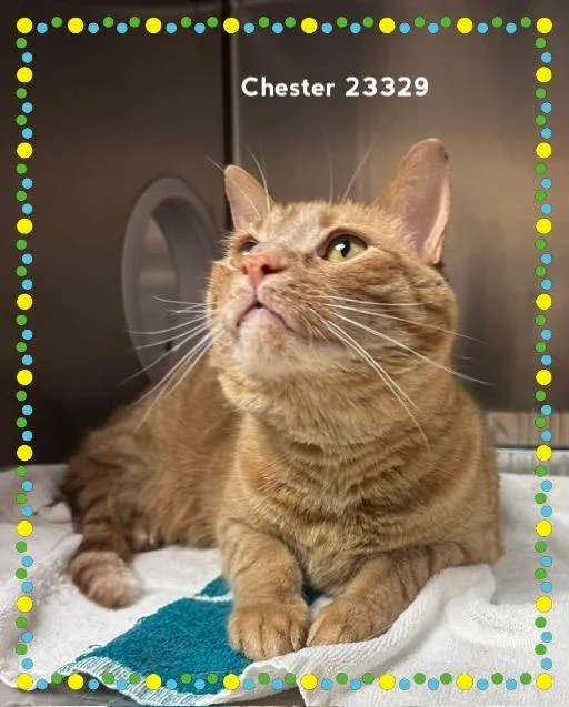 Chester thumbnail 3